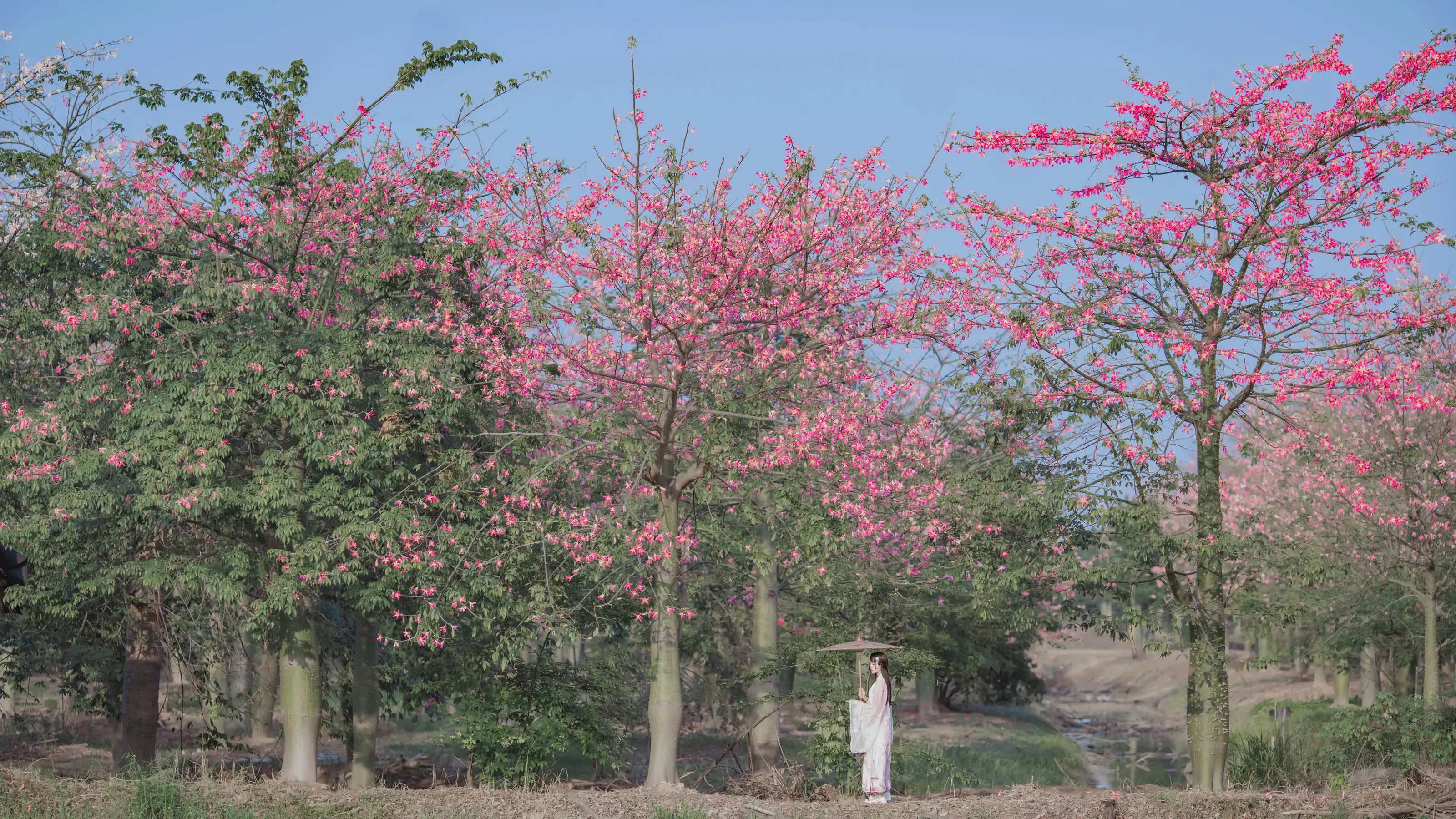 [COS福利] 桜桃喵 - 温柔之汉服桃花