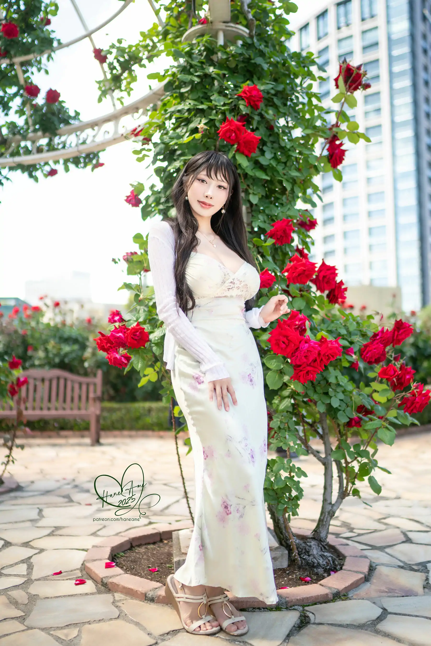 Hane Ame 雨波 写真 - 玫瑰刚好绽放